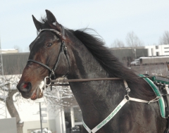 Orecchietti 120216-14